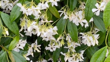 Trachelospermum Jasminoides (Evergreen Jasmine) Tripod 10 Litre
