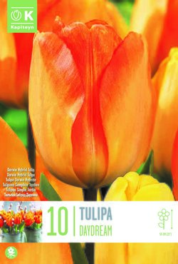Tulip Darwin Hybrid Daydream x 10