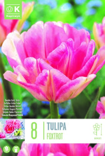 Tulip Double Foxtrot x 8