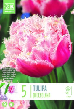 Tulip Double Late Queensland x 5