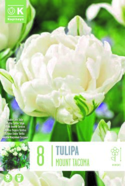 Tulip Double Mount Tacoma x 8