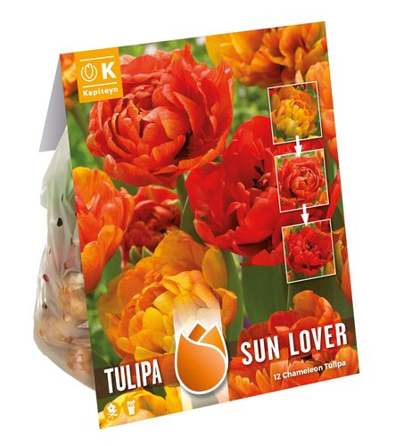 Tulip Double Sun Lover
