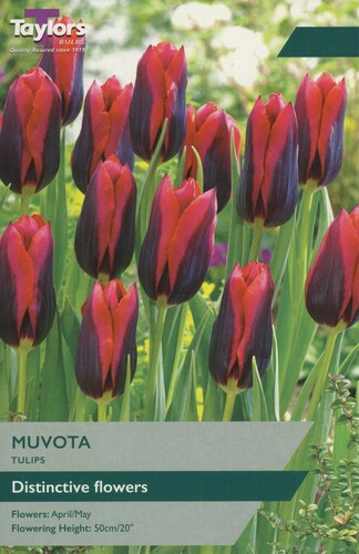 Tulip Muvota x 7
