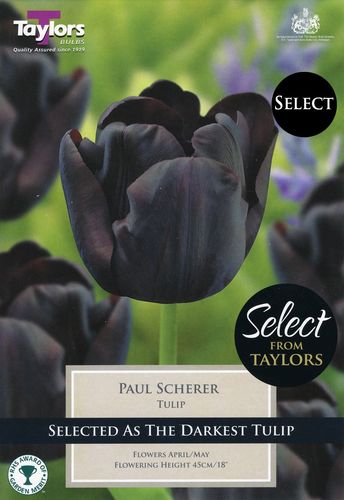 Tulip Paul Scherer x 9
