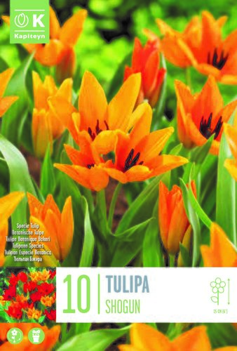 Tulip Specie Praestans Shogun x 10