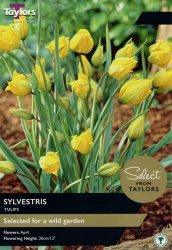Tulip Sylvestris x 12