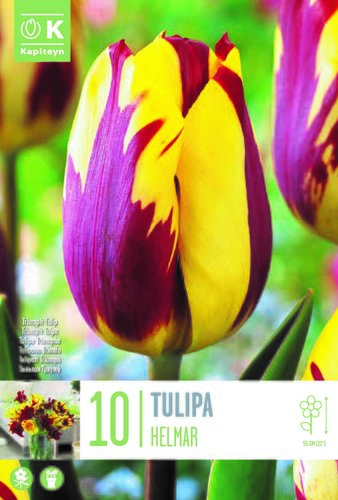 Tulip Triumph Helmar x 10