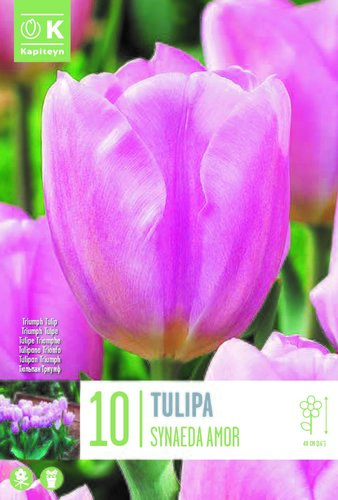 Tulip Triumph Synaeda Amor x 10