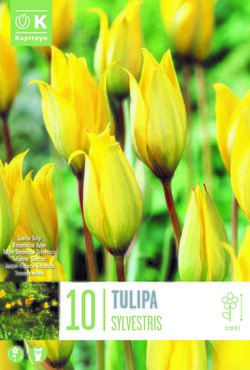 Tulipa Specie Sylvestris x 10