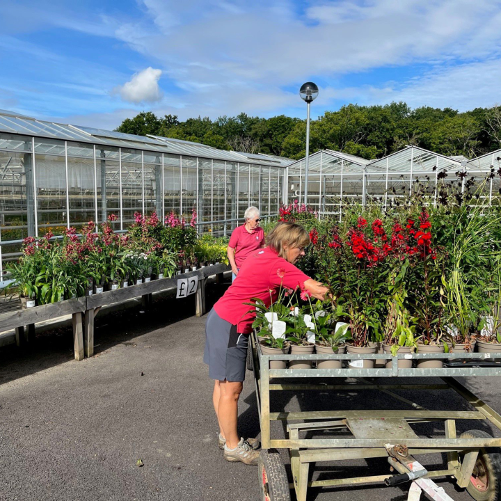 Thrifty Thursday Stewarts Nursery Weekly Plant Sale