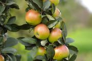 Planting a fruit tree