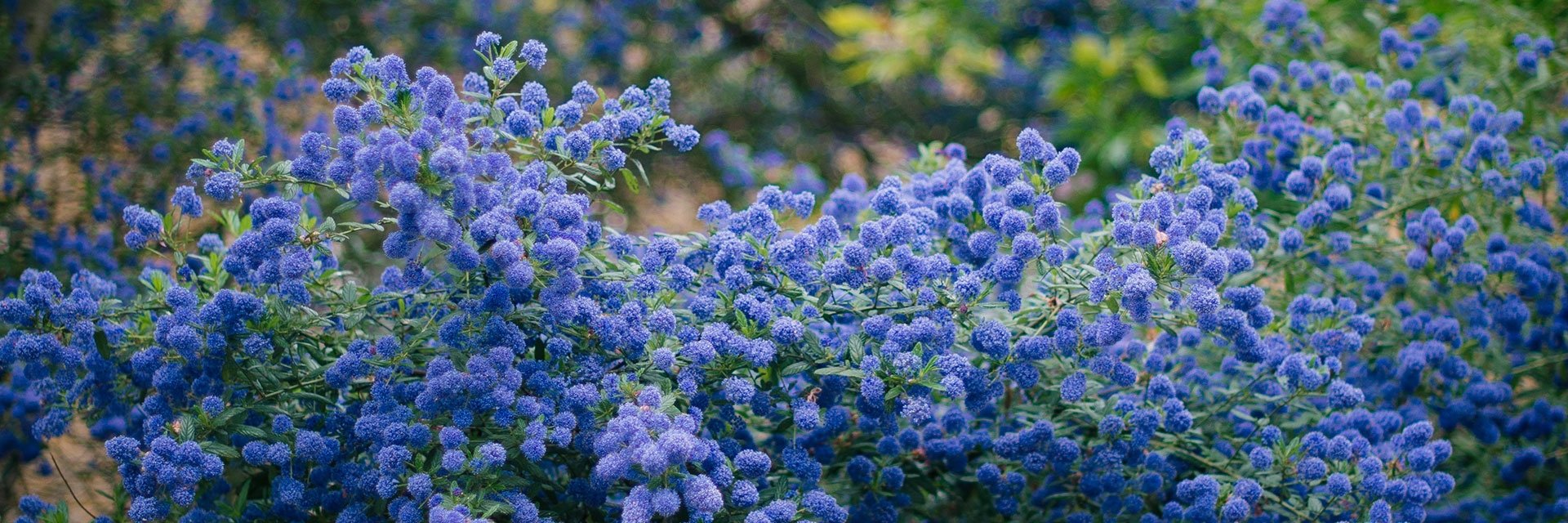 Hardy by Name, Guaranteed by Us