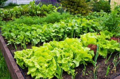 6 common vegetable gardening mistakes