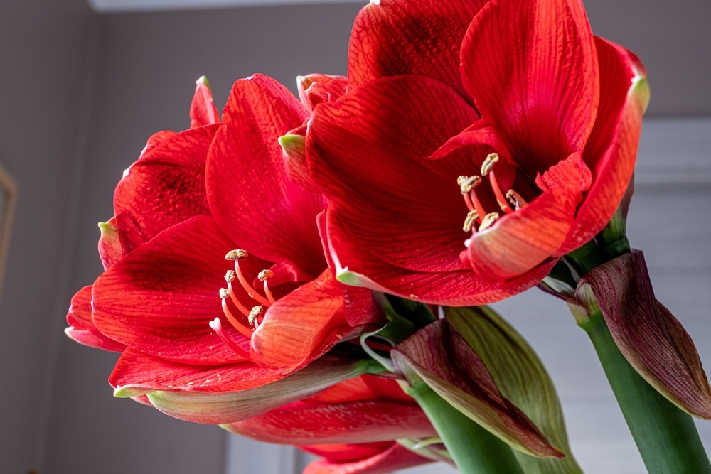 All about the Amaryllis Stewarts Garden Centre