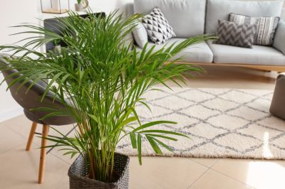 Banish the post-Christmas blues with a house plant