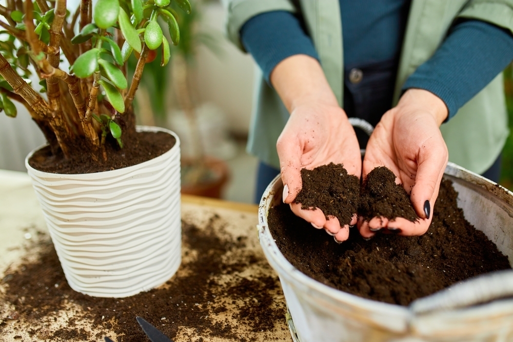 Best soil for indoor plants Stewarts Garden Centre