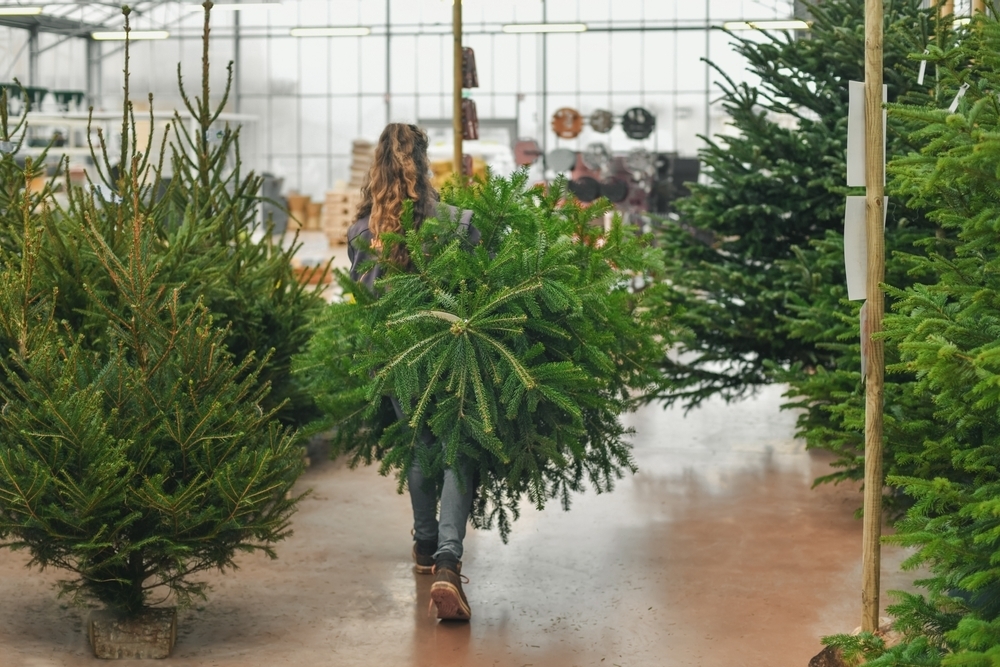 Choosing a British Grown Christmas Tree Stewarts Garden Centre