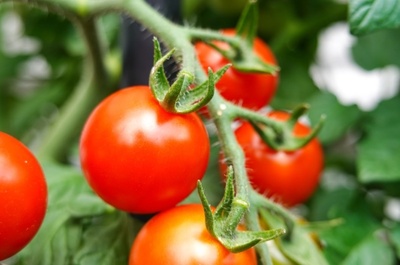 Harvesting tomatoes