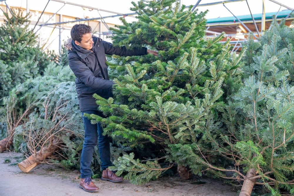 How to choose the right Christmas tree Stewarts Garden Centre