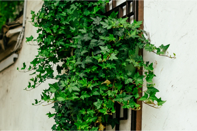 How to Get Rid of Ivy for Good