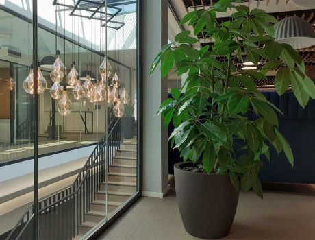 interior plant display design & installation, plant care & maintenance
