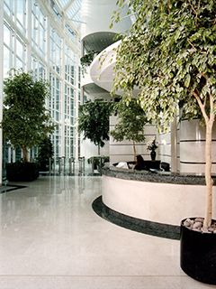 We install and maintain atrium plant displays