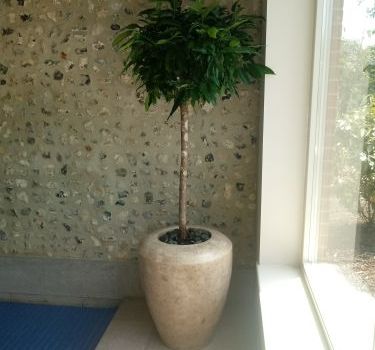 We source, deliver and install plants for offices, atriums, cafes bars