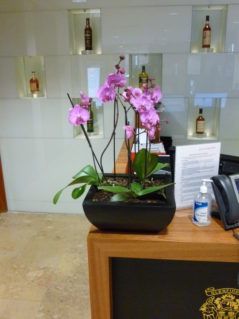 Many of our clients prefer flowering plants for their reception desks,