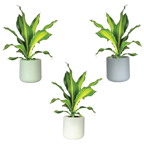 One Dracaena in 12cm Cambridge Ceramic Pot (picked at random) - image 1