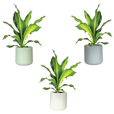 One Dracaena in 12cm Cambridge Ceramic Pot (picked at random) - image 2