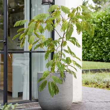 56cm Arava Planter Alpine Grey - image 2