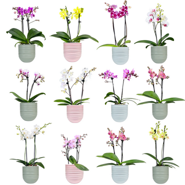 One Phalaenopsis Twin Stem in 9cm Hampshire Ceramic Pot (picked at random) - image 15