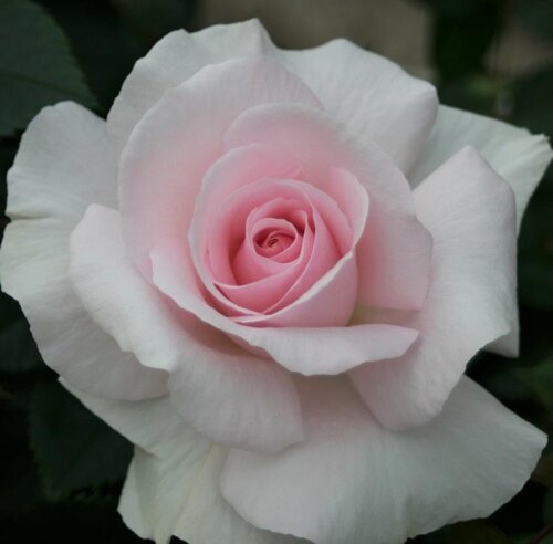 A Whiter Shade Of Pale Showstopper Rose 5.5 Litre