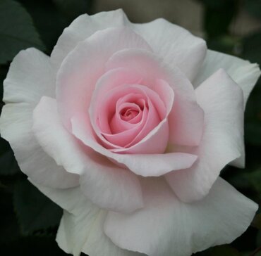 A Whiter Shade Of Pale Showstopper Rose 5.5 Litre