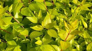 Abelia Gold Jewel 3 Litre - image 1
