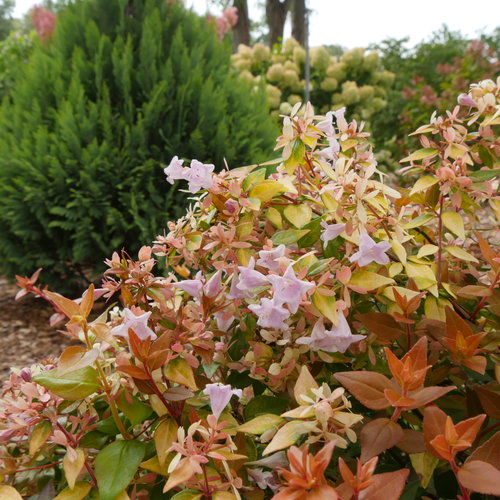 Abelia Golden Dragon 3 Litre
