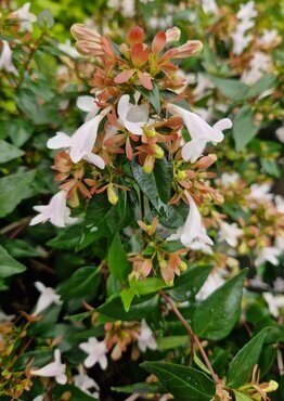 Abelia Grandiflora 27cm - image 1