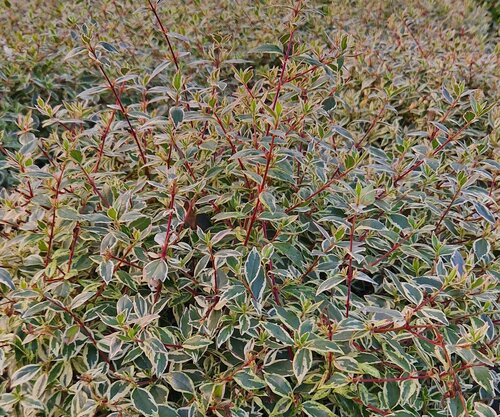 Abelia Grandiflora Confetti 27cm - image 1