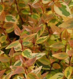 Abelia Grandiflora Kaleidoscope 2.3 Litre - image 1