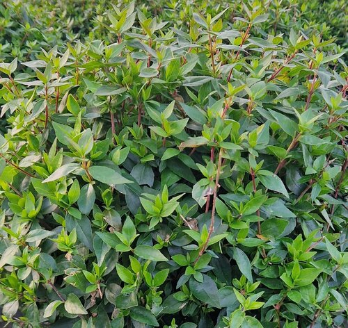 Abelia Grandiflora Sherwood White 27cm - image 1