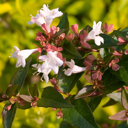 Abelia Green Dragon 3 Litre