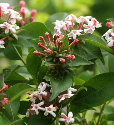 Abelia Monia 3 Litre - image 1