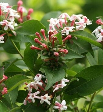 Abelia Monia 3 Litre - image 1