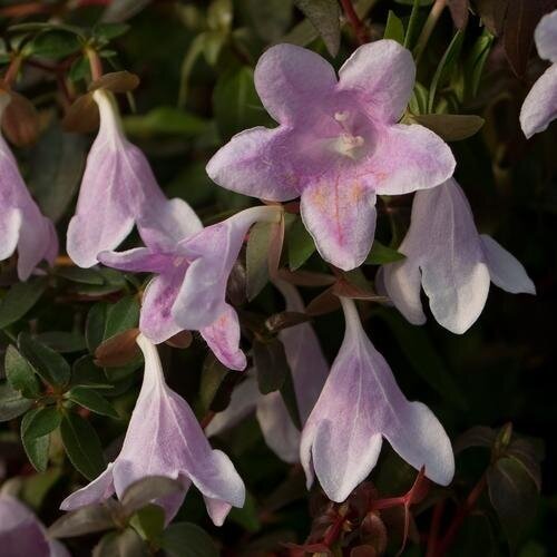 Abelia Pinky Bells 3 Litre - image 1