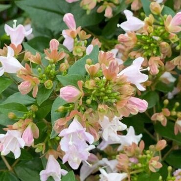 Abelia Raspberry Profusion 7.5 Litre - image 2