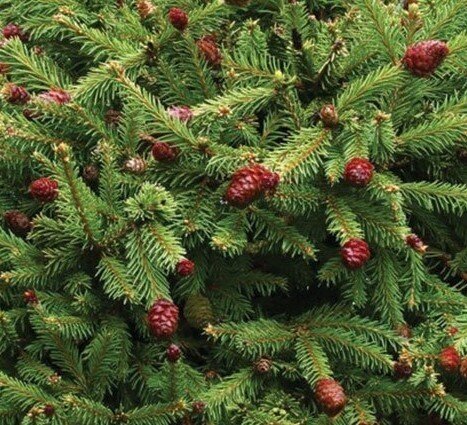 Abies koreana 1 Litre