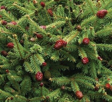 Abies koreana 1 Litre