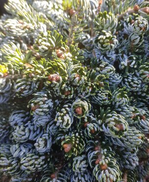Abies koreana Kohout's Icebreaker 6 Litre