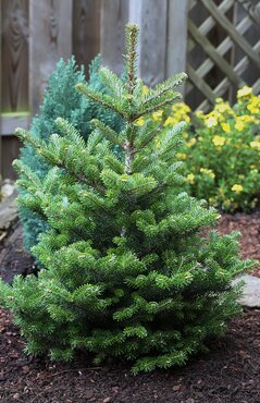 Abies koreana Molli 5 Litre