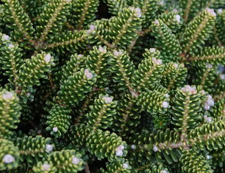 Abies Oberon 6 Litre